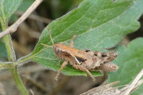 Pezotettix giornae